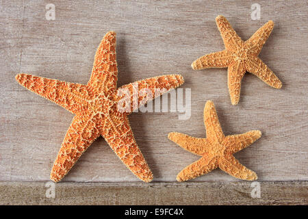 Seestern (Asterias Rubens), Nordsee Stockfoto