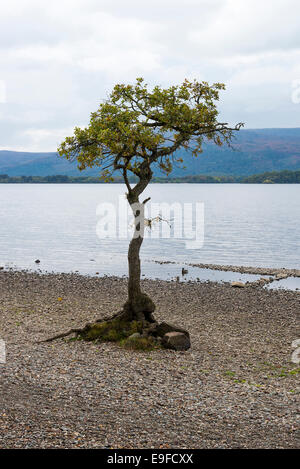 Wurzeln von einer einsamen englischen Eiche Baum Gowing auf Schindel Ufer von Loch Lomond in der Nähe von Balmaha Schottland Vereinigtes Königreich UK ausgesetzt Stockfoto