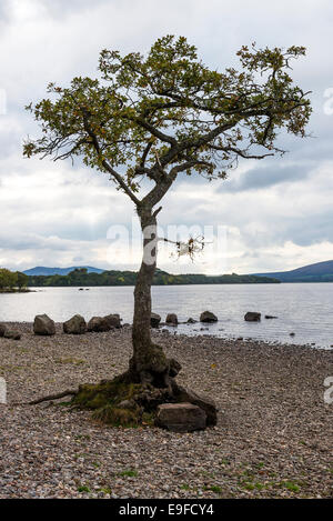 Wurzeln von einer einsamen englischen Eiche Baum Gowing auf Schindel Ufer von Loch Lomond in der Nähe von Balmaha Schottland Vereinigtes Königreich UK ausgesetzt Stockfoto