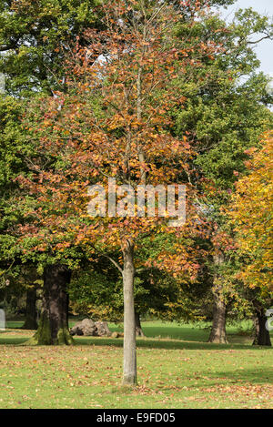 Herbstliche Farben und Tönungen der Platane in Cannon Hall Country Park Cawthorne in der Nähe von Barnsley South Yorkshire England UK Stockfoto