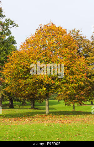 Herbstliche Farben und Tönungen der Platane in Cannon Hall Country Park Cawthorne in der Nähe von Barnsley South Yorkshire England UK Stockfoto