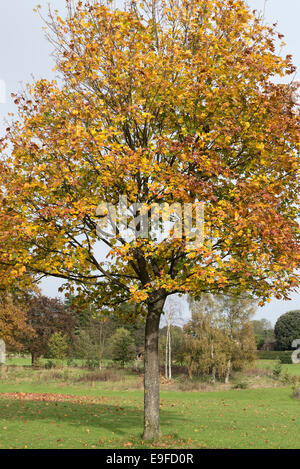 Herbstliche Farben und Tönungen der Platane in Cannon Hall Country Park Cawthorne in der Nähe von Barnsley South Yorkshire England UK Stockfoto