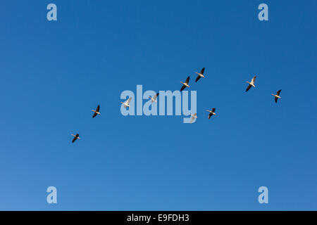 Brants an einem kristallklaren blauen Himmel fliegen Stockfoto