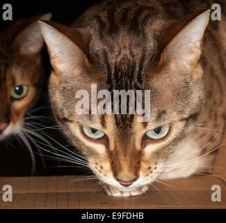 Bengal-Katze spähte durch Karton Stockfoto