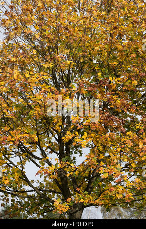 Herbstliche Farben und Tönungen der Platane in Cannon Hall Country Park Cawthorne in der Nähe von Barnsley South Yorkshire England UK Stockfoto