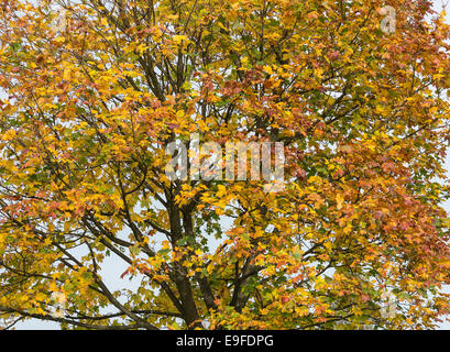 Herbstliche Farben und Tönungen der Platane in Cannon Hall Country Park Cawthorne in der Nähe von Barnsley South Yorkshire England UK Stockfoto