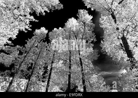 Spanien, Castilla-León: Bäume am Ufer des Rio Duero auf Soto Playa Island in Soria als schwarz-weiß-version Stockfoto