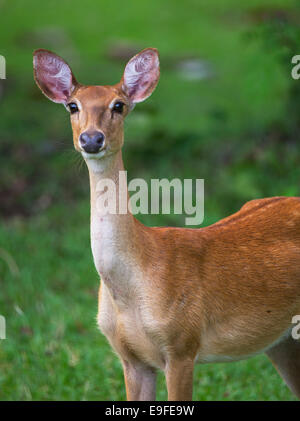 Weibliche Eld Hirsch (Panolia Eldii Siamensis), auch bekannt als Thai Stirn-antlered Hirsch, Huai Kha Khaeng Wildlife Sanctuary Thailand Stockfoto