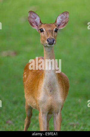 Weibliche Eld Hirsch (Panolia Eldii Siamensis), auch bekannt als Thai Stirn-antlered Hirsch, Huai Kha Khaeng Wildlife Sanctuary Thailand Stockfoto