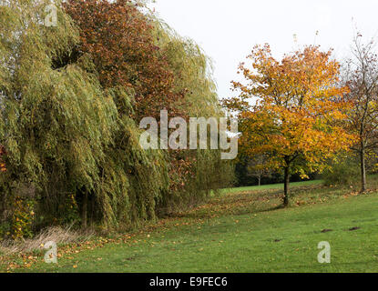 Herbstliche Farben und Tönungen der Platane in Cannon Hall Country Park Cawthorne in der Nähe von Barnsley South Yorkshire England UK Stockfoto