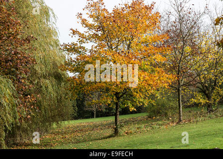 Herbstliche Farben und Tönungen der Platane in Cannon Hall Country Park Cawthorne in der Nähe von Barnsley South Yorkshire England UK Stockfoto