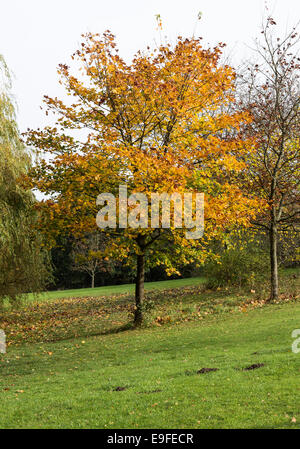 Herbstliche Farben und Tönungen der Platane in Cannon Hall Country Park Cawthorne in der Nähe von Barnsley South Yorkshire England UK Stockfoto