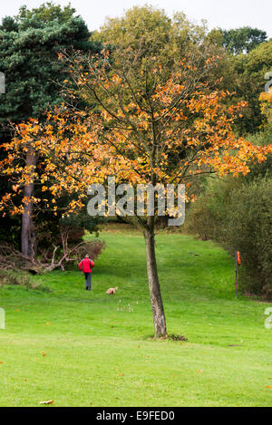 Herbstliche Farben und Tönungen der Platane in Cannon Hall Country Park Cawthorne in der Nähe von Barnsley South Yorkshire England UK Stockfoto