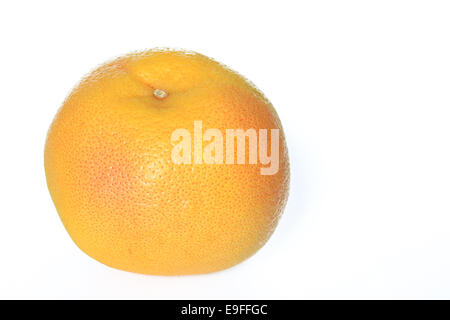 Grapefruit (Citrus X aurantium) Stockfoto