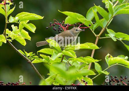 Garden Warbler männliche, Sylvia borin) thront auf Holunder-Bush Ästen (Sambucus Nigra) Stockfoto