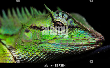 Emma Gray Forest Lizard (Calotes Emma), auch genannt Wald crested Eidechse, Kaeng Krachan National Park, Thailand Stockfoto