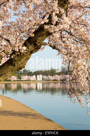 Detail der japanische Kirschblüte Blumen Stockfoto