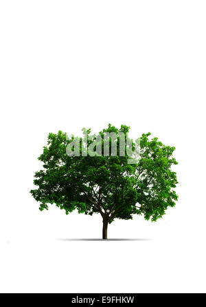 Baum mit grünen Blättern, die isoliert auf weiss Stockfoto