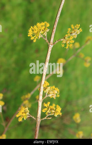 Cornelian Cherry (Cornus Mas) Stockfoto