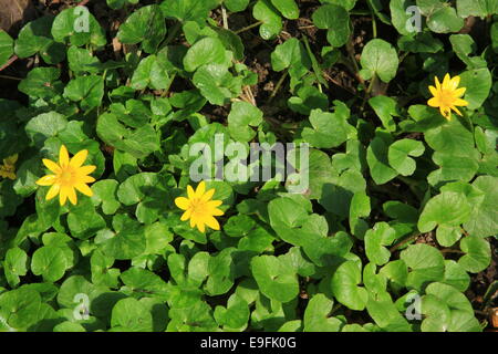 Kleinen Schöllkraut (Ranunculus Ficaria) Stockfoto