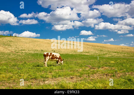 Kuh in der grünen Natur Stockfoto