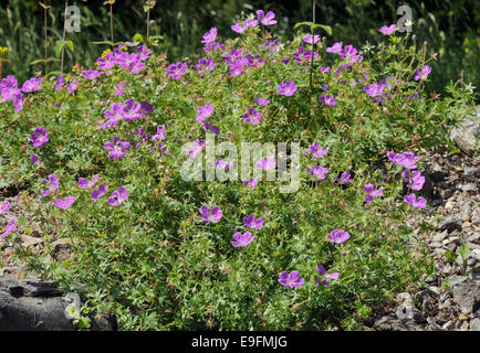 Des Krans-Rechnung - Geranium Sanguineum Bloody in Kalkstein Geröll wachsen Stockfoto