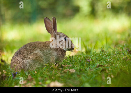 Europäischen Kaninchen (Oryctolagus Cuniculus) Stockfoto