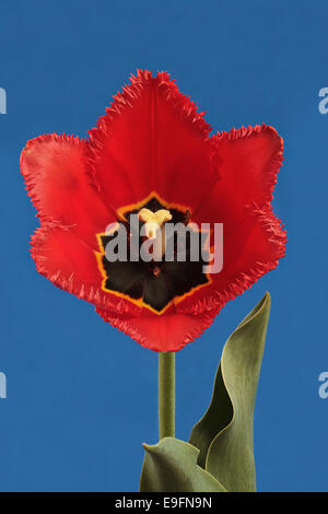 Rote Tulpe Stockfoto