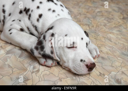 Dalmatiner Welpen Hund Stockfoto