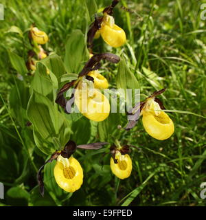 gelbe Blumen Stockfoto