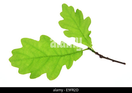 Eichenlaub (Quercus Robur) Stockfoto