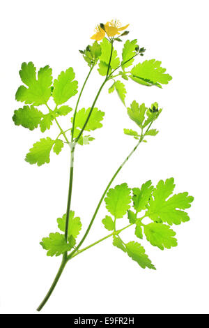 Schöllkraut (Chelidonium Majus) Stockfoto