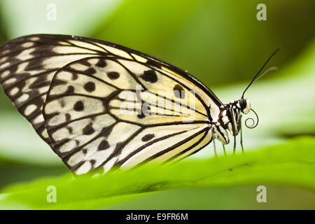 Papier-Drachen, Reispapier (Idee Leuconoe) Stockfoto