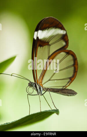 Glasswinged Schmetterling (Greta Oto) Stockfoto
