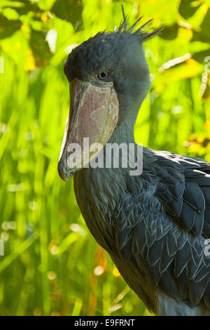 Schuhschnabel, Abu Markub (Balaeniceps Rex) Stockfoto