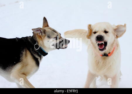 Hunde im Schnee zu spielen Stockfoto