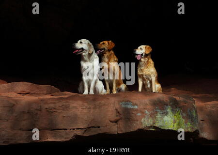 Drei Golden Retriever Stockfoto