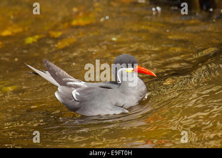 Inka-Seeschwalbe (Larosterna Inca) Stockfoto