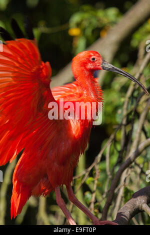 Scarlet Ibis (Eudocimus Ruber) Stockfoto