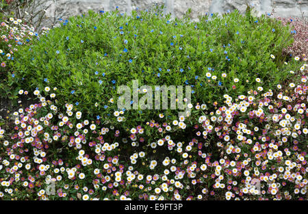 Cornwall, UK. Mexikanische Gänseblümchen (erigeron karvinskianus) wächst auf einem Garten Wand, im Sommer Stockfoto