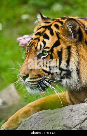 Sumatra-Tiger (Panthera Tigris Sumatrae) Stockfoto