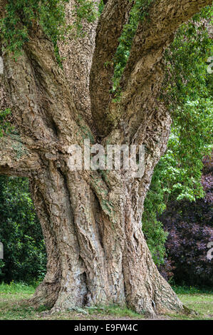 In den Gärten von Antony, Torpoint, Cornwall, Großbritannien. Die riesige Korkeiche (quercus suber) auf dem Cork Eak Rasen in der Nähe des Hauses ist ein Champion Baum Stockfoto