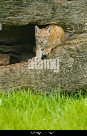 Eurasischer Luchs (Lynx Lynx) Stockfoto