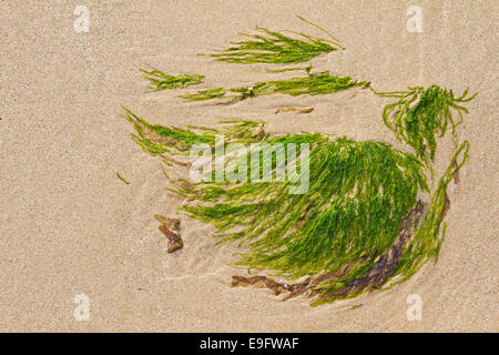 Algen am Strand Stockfoto