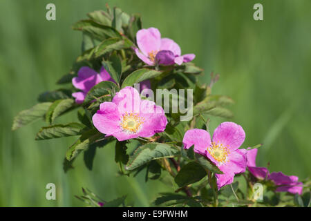 Dog Rose Blume Stockfoto