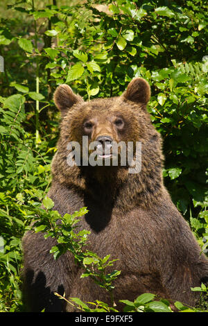 Braunbär (Ursus Arctos) Stockfoto