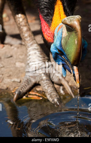 Nördlichen Helmkasuar (Casuarius Unappendiculatus) Stockfoto