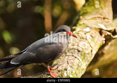 Inka-Seeschwalbe (Larosterna Inca) Stockfoto