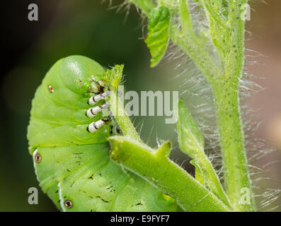 Tomate Hornworm Raupe Verzehr Pflanze Stockfoto