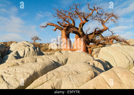 Ein rote Baobab-Baum (Affenbrotbäume Digitata) fängt das warme Licht des Sonnenaufgangs im Kubu Island Stockfoto